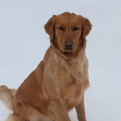 Golden Girl Sophie